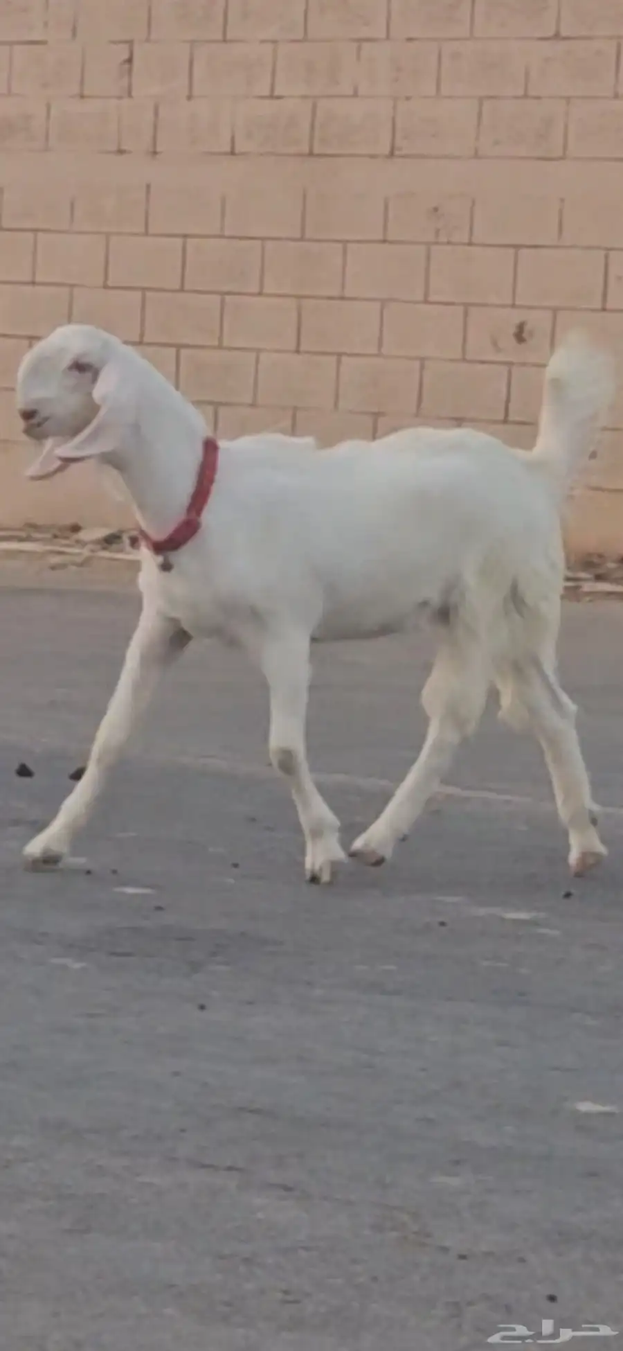 عرض 3 جفار جذعات مشاريك مطورات سلالات فواخر تب فوق الوصف 2