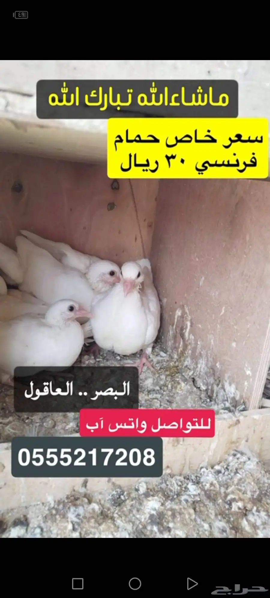 فراخة حمام فرنسي index