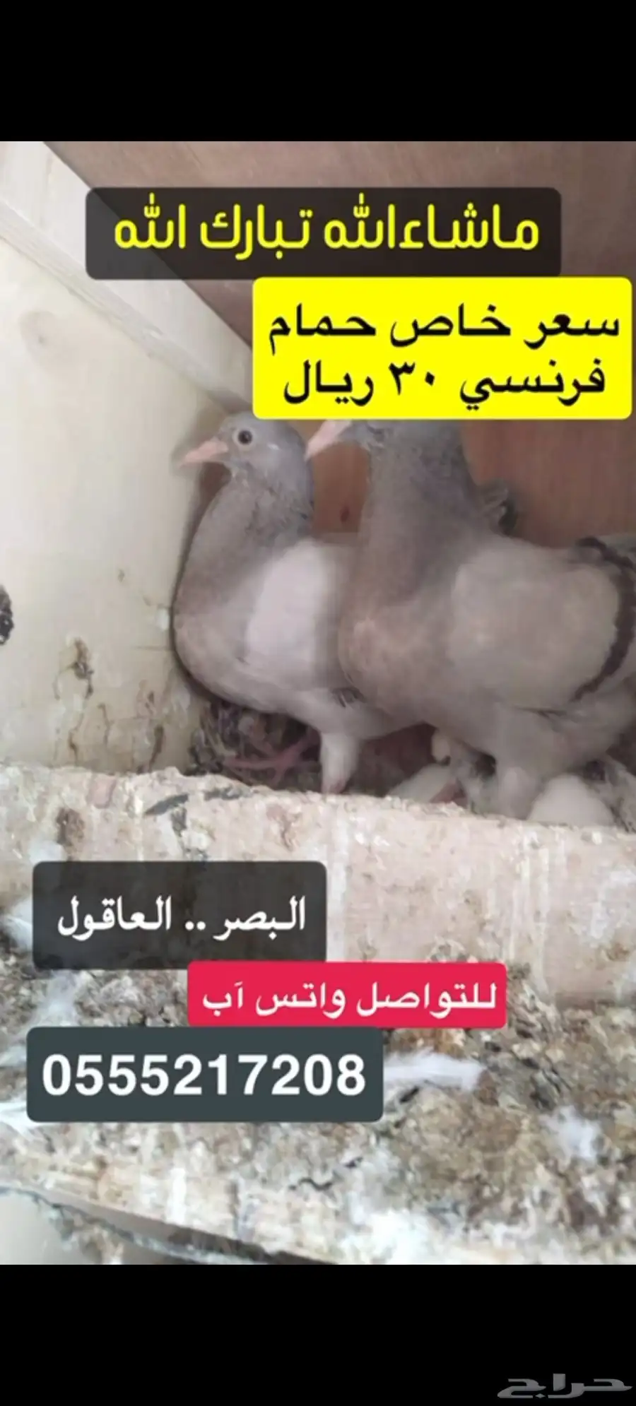 فراخة حمام فرنسي index