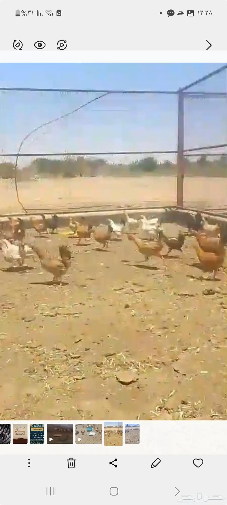 بيع ديكه كبير عدد10... دجاج وديكه لهن 4 شهور وزياده 0