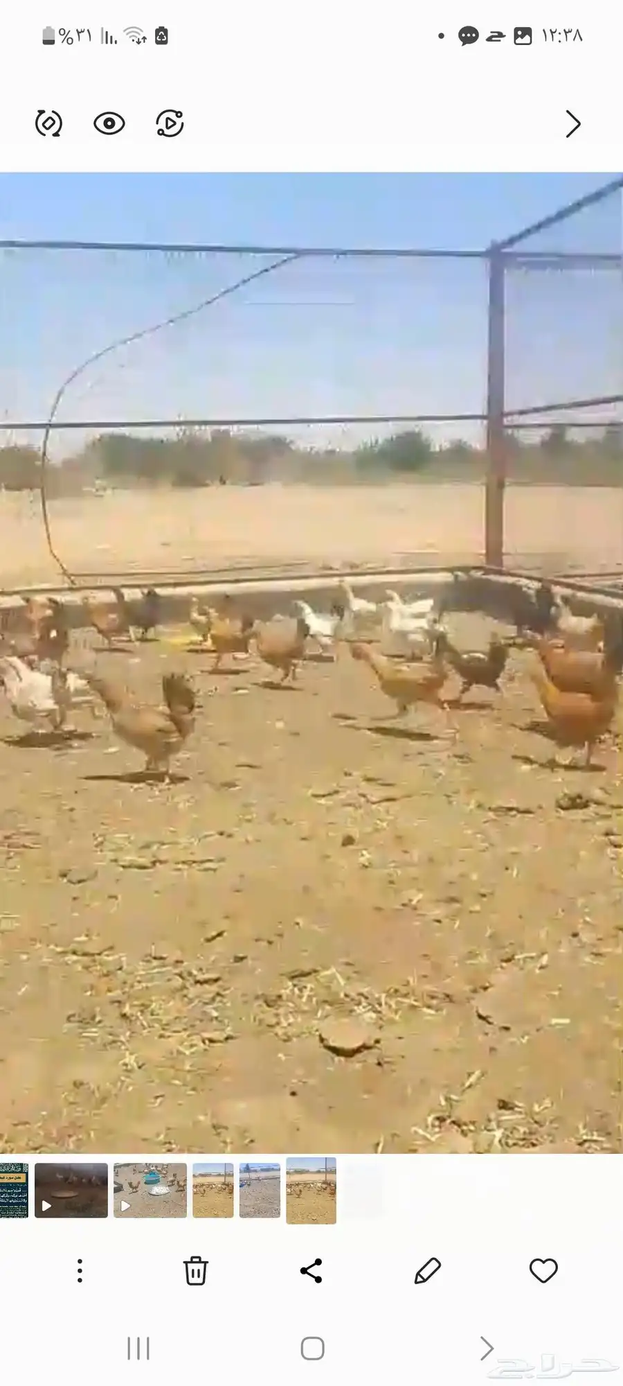 بيع ديكه كبير عدد10... دجاج وديكه لهن 4 شهور وزياده 1