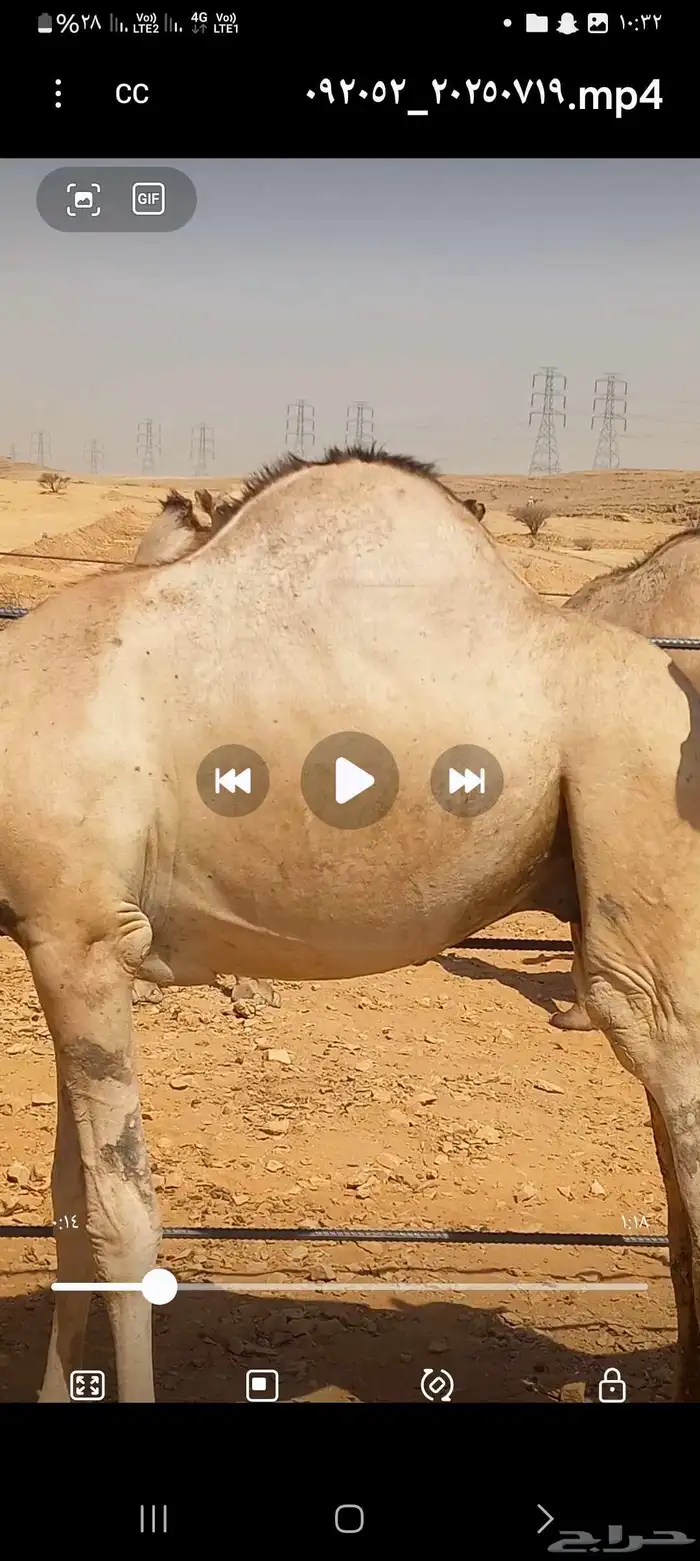 حشو طايشه شحم فل الفل 0