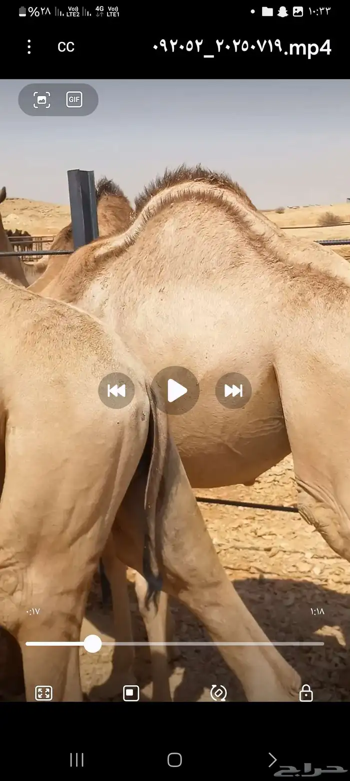 حشو طايشه شحم فل الفل 5