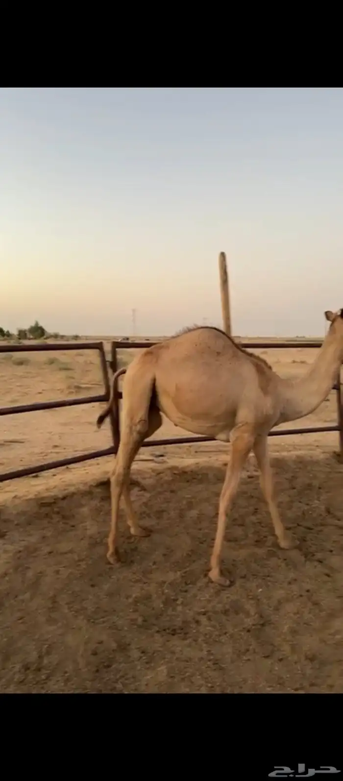 حاشي مفرود طيب مغلق وسعره مناسب للملاحم والمناسبات 0