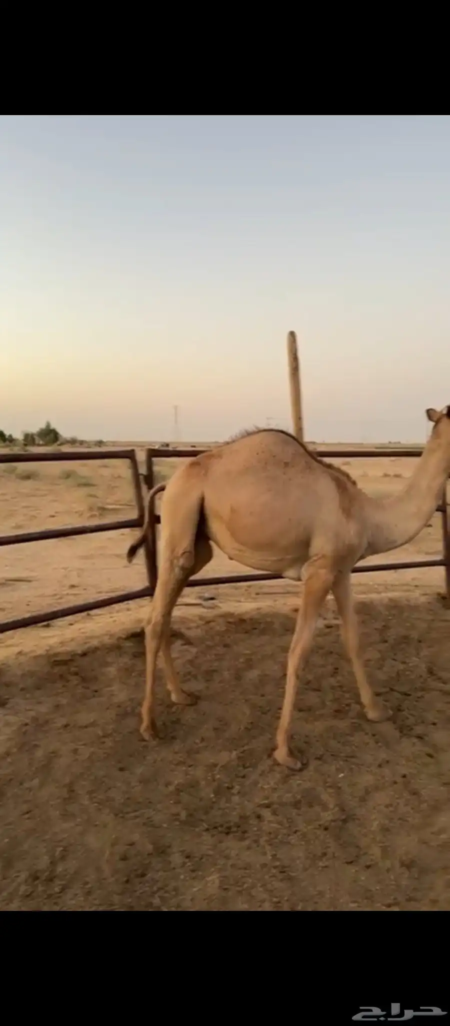 حاشي مفرود طيب مغلق وسعره مناسب للملاحم والمناسبات 0