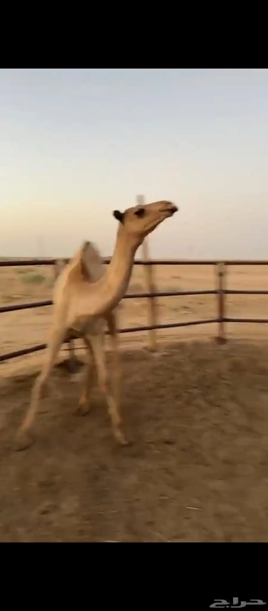 حاشي مفرود طيب مغلق وسعره مناسب للملاحم والمناسبات 1
