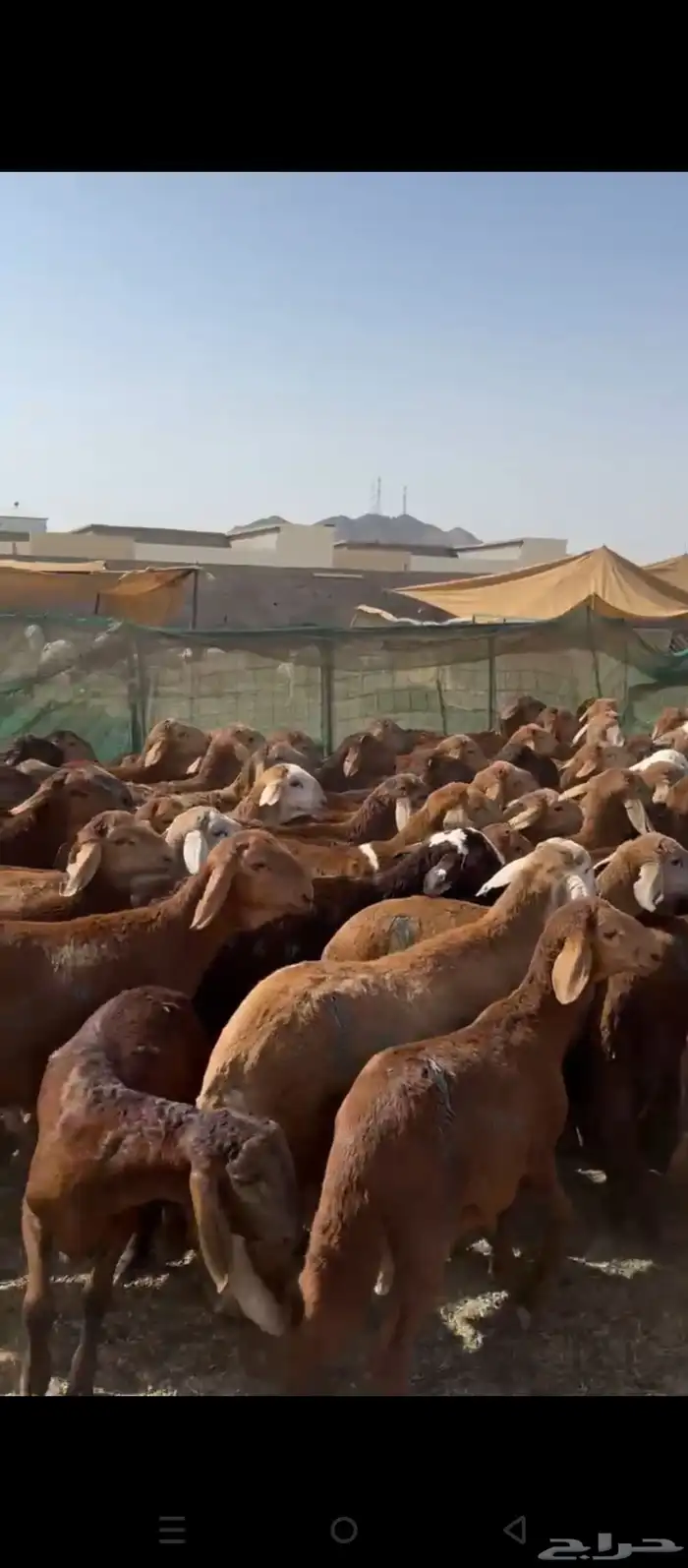 طليان سواكني حمري 1