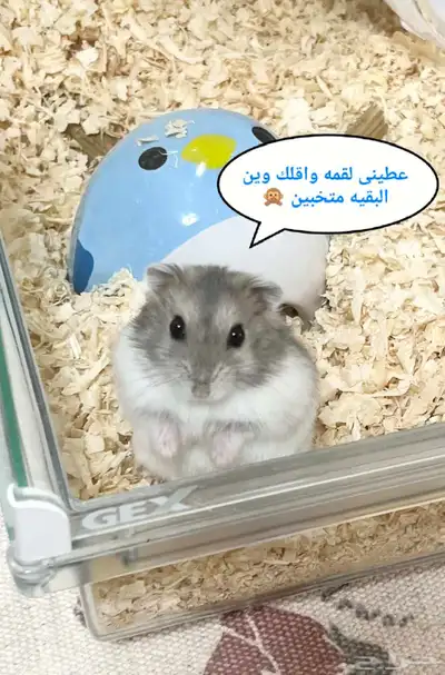 ونتر وايت صغار صافين وأليفين بعدت الوان 11