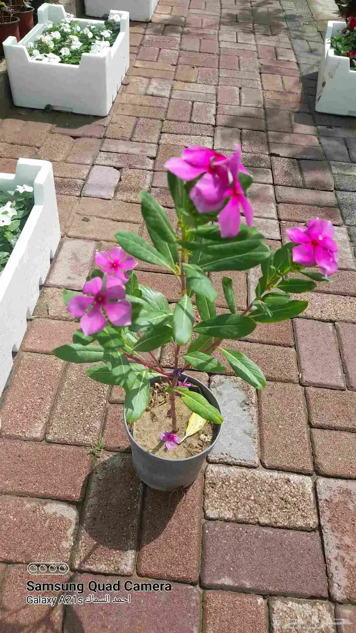 مزرعة الياسمين 4