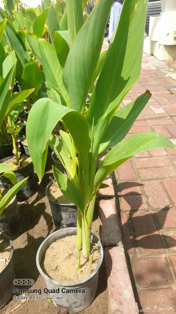 مزرعة الياسمين 3