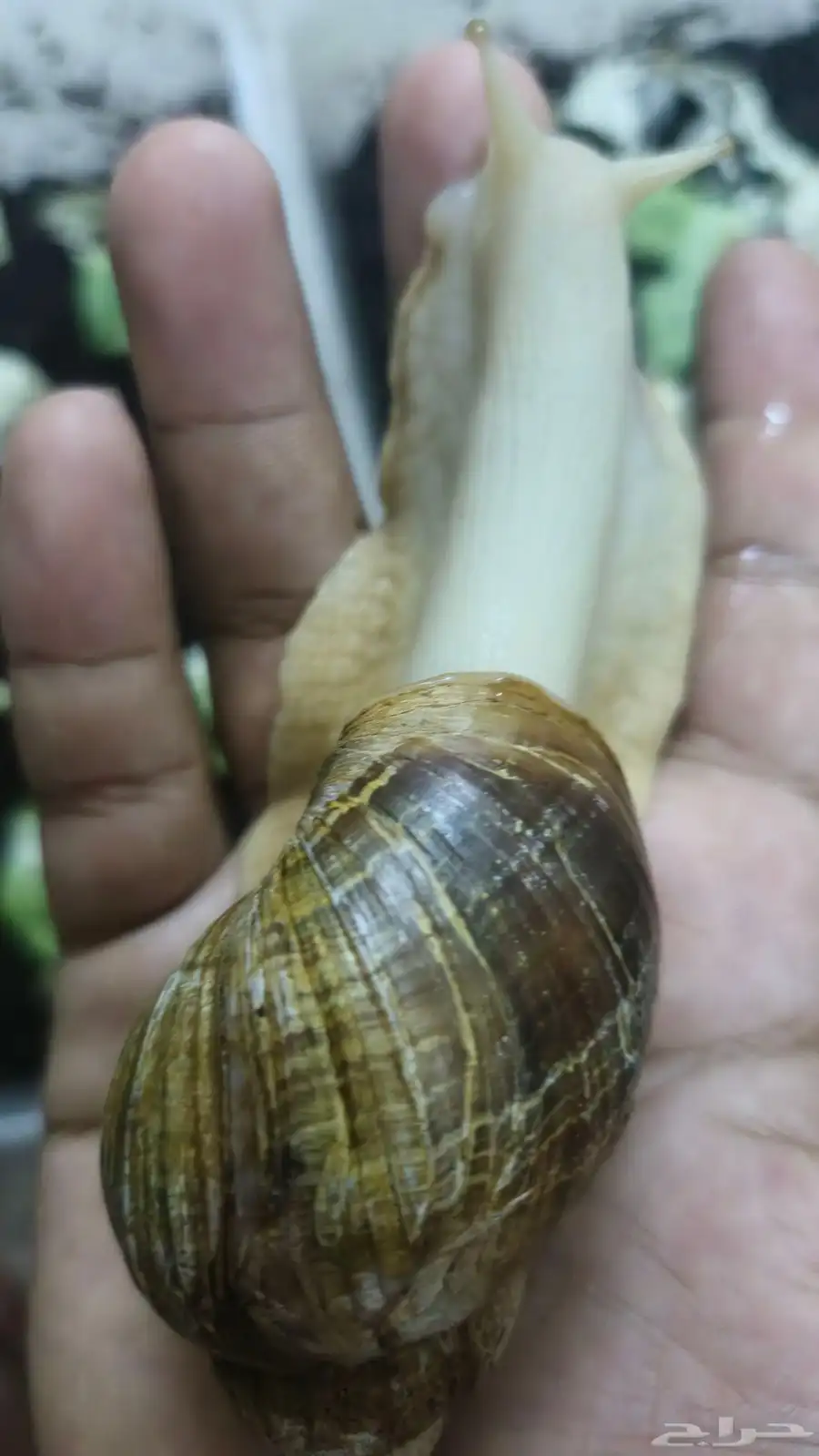 حلزون كبير وصغير وبيض حلزون 2