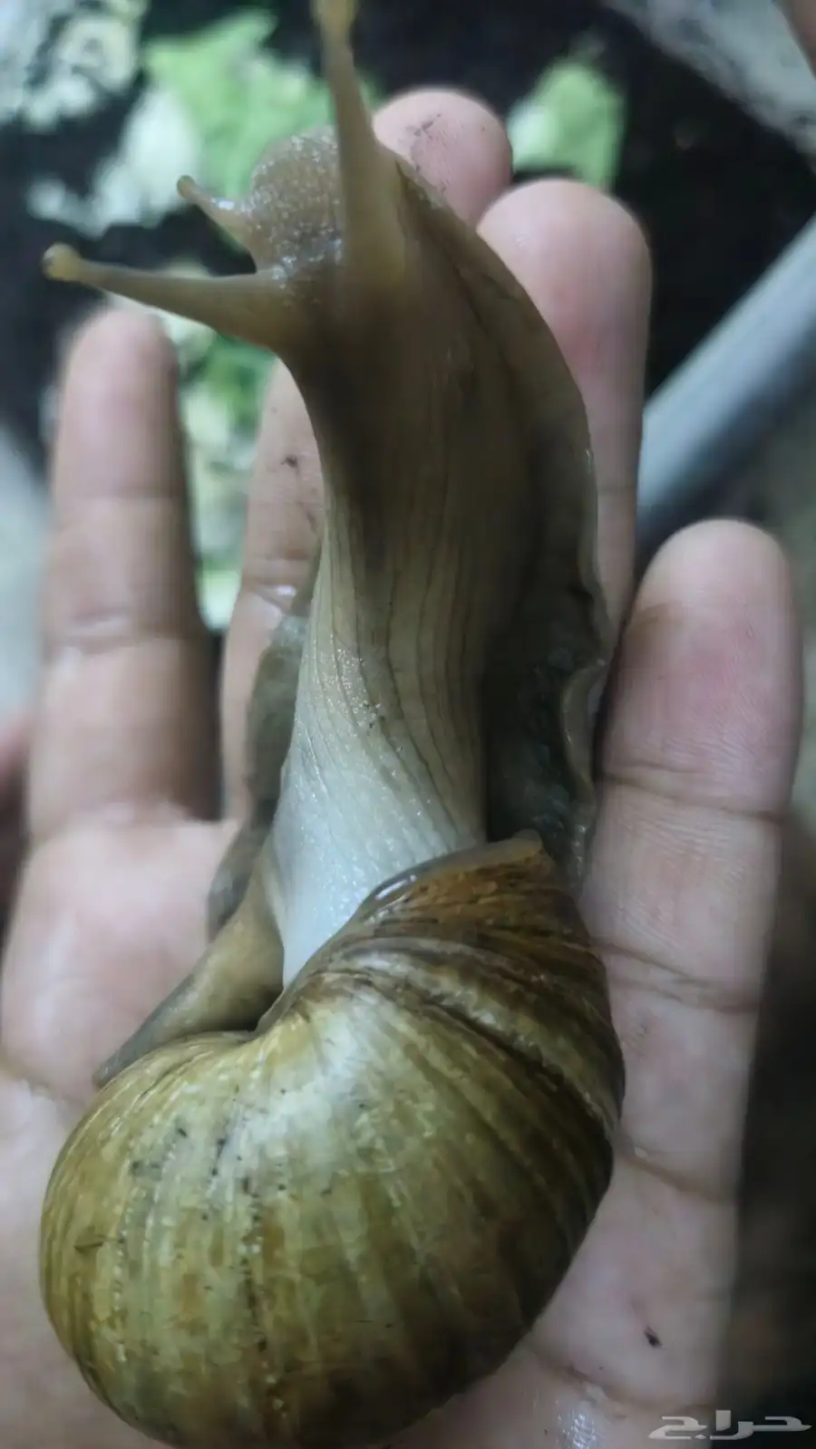 حلزون كبير وصغير وبيض حلزون 3
