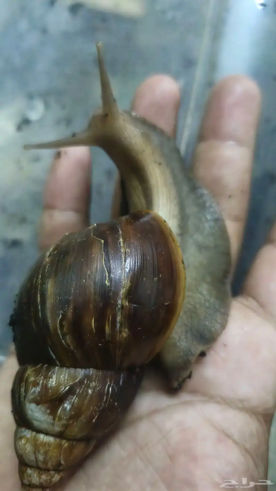حلزون كبير وصغير وبيض حلزون 1