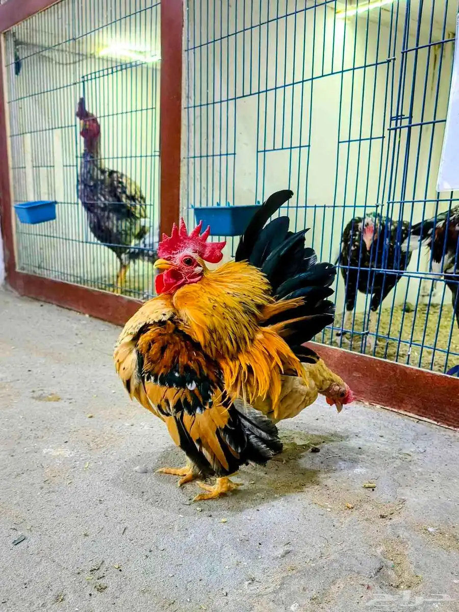 دجاج سيراما ماليزي 0