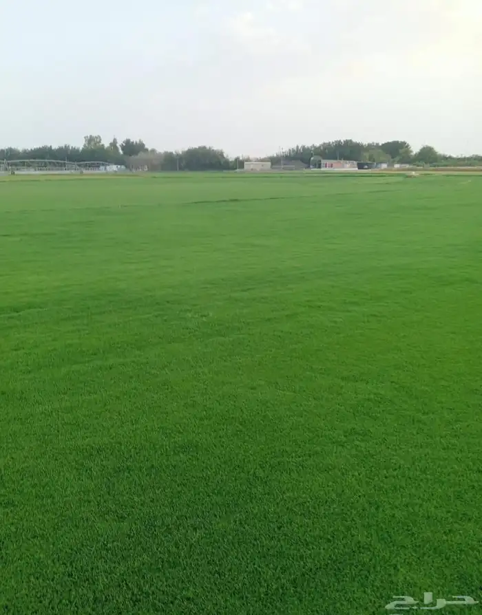 مزرعة ثيل سي 2000 بأسعار الجمله 1