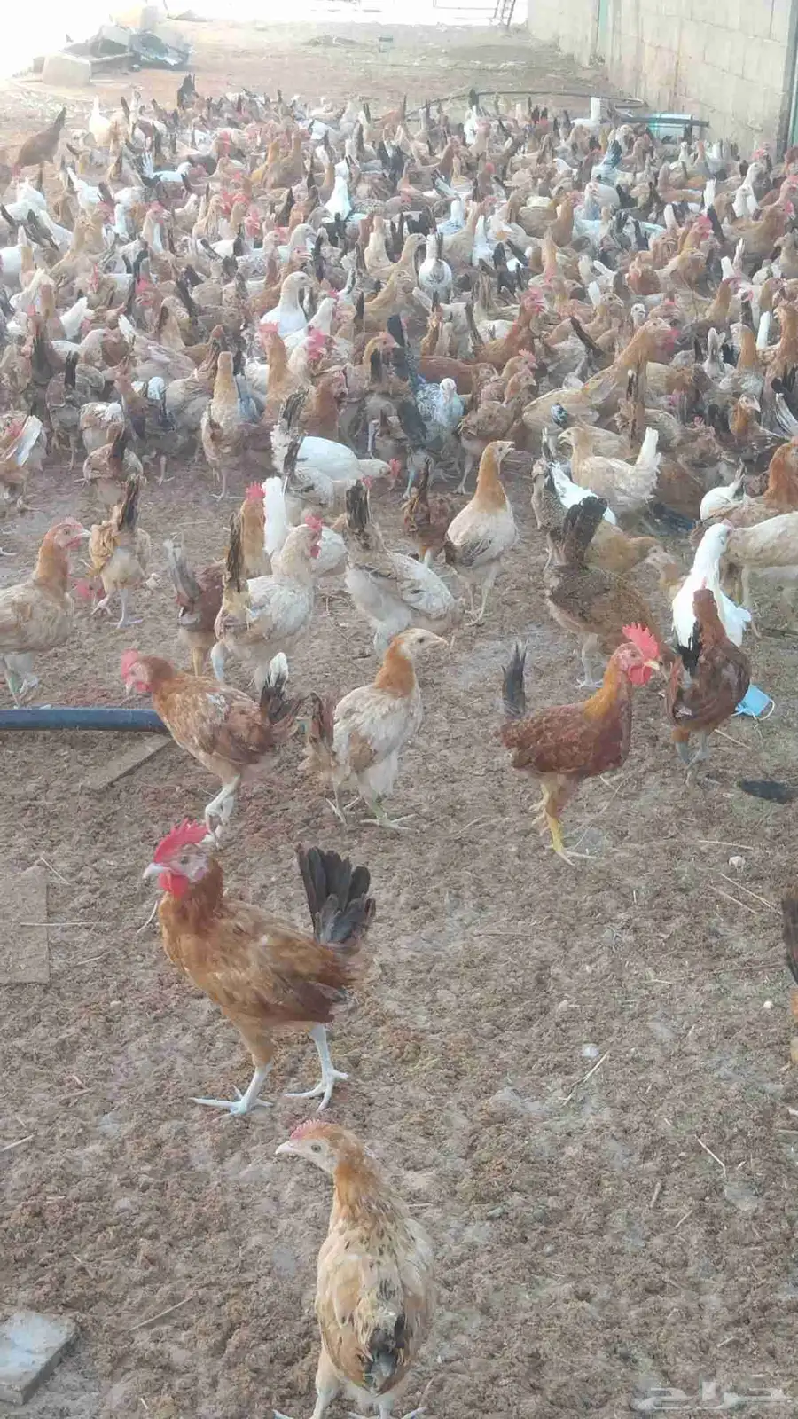 دجاج بلدي العمر شهرين ونص للبيع العدد 1200حبه على سوم 1