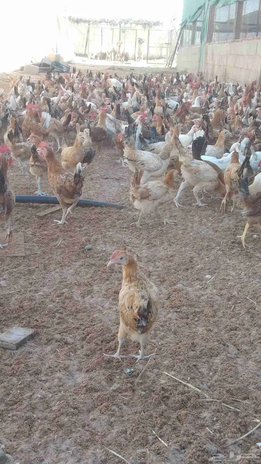 دجاج بلدي العمر شهرين ونص للبيع العدد 1200حبه على سوم 2