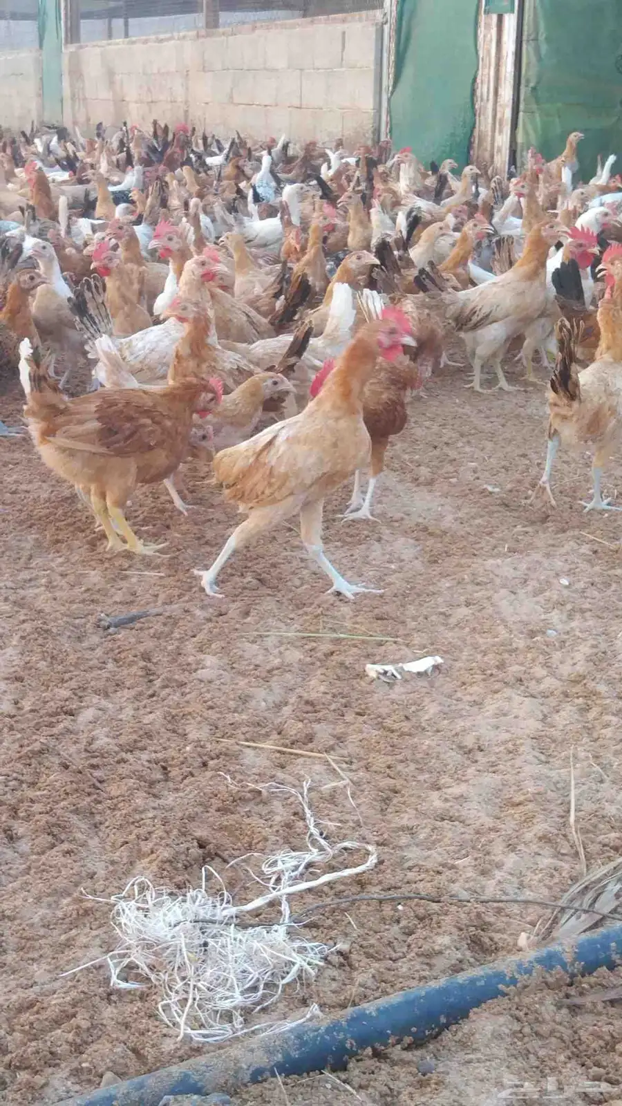دجاج بلدي العمر شهرين ونص للبيع العدد 1200حبه على سوم 3