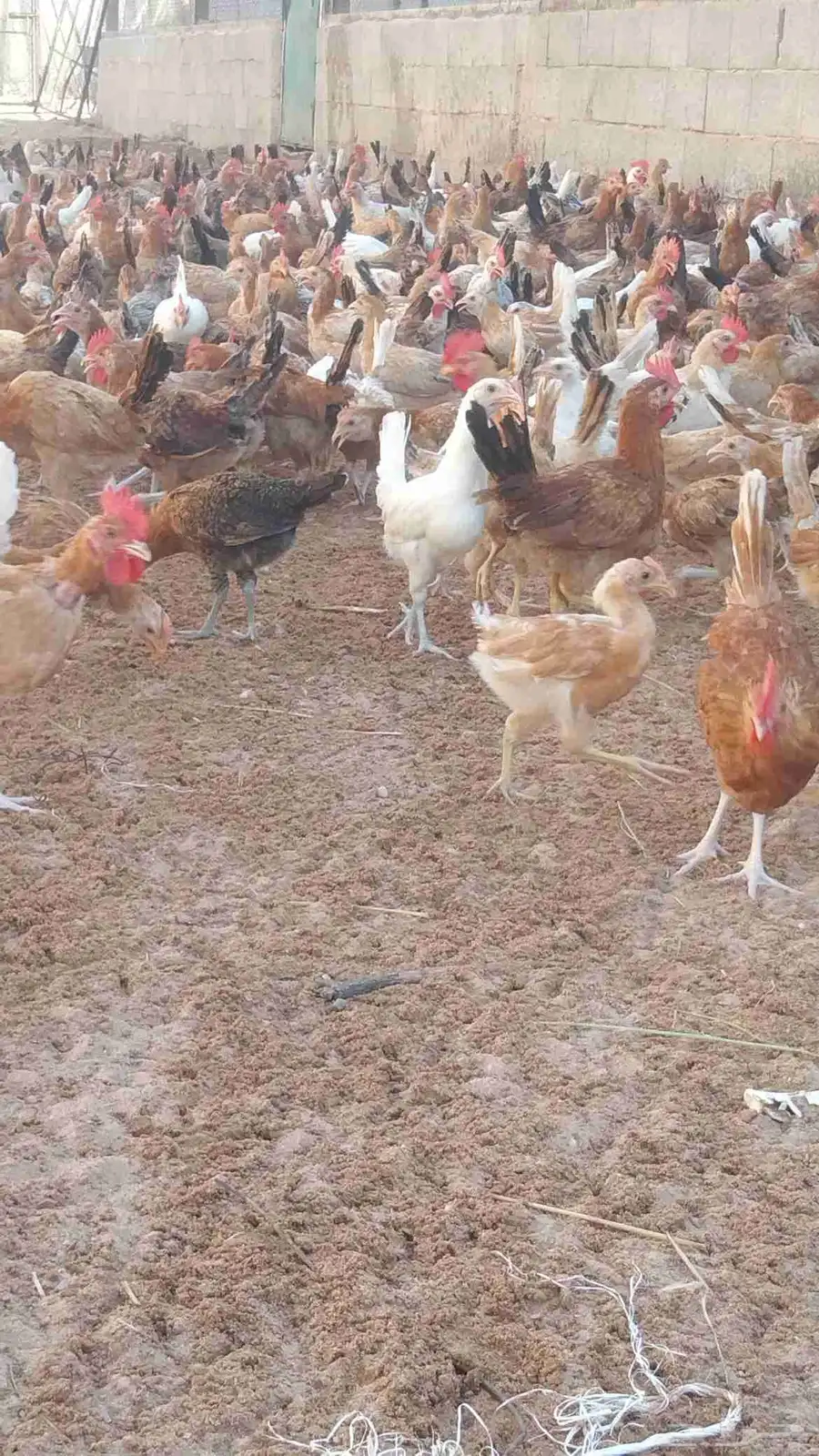دجاج بلدي العمر شهرين ونص للبيع العدد 1200حبه على سوم 4