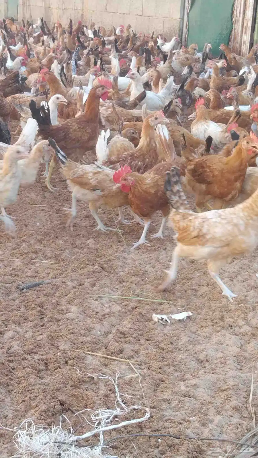 دجاج بلدي العمر شهرين ونص للبيع العدد 1200حبه على سوم 0