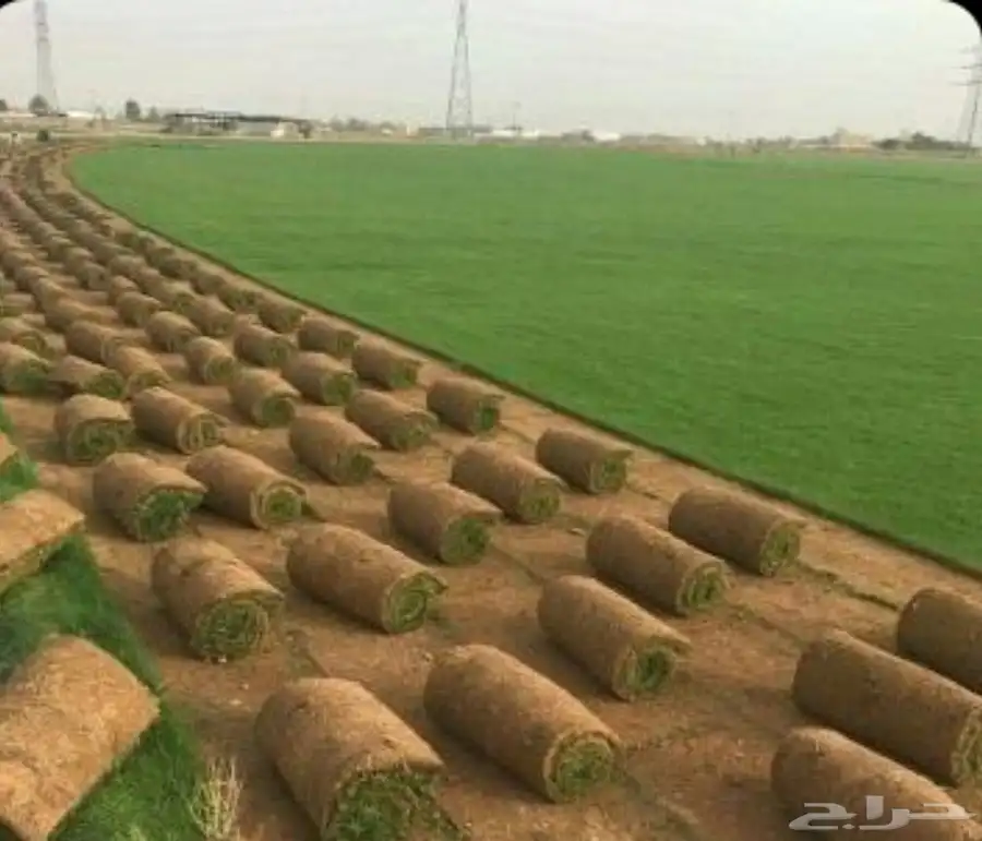 مزرعة ثيل سي 2000 بأسعار الجمله 4