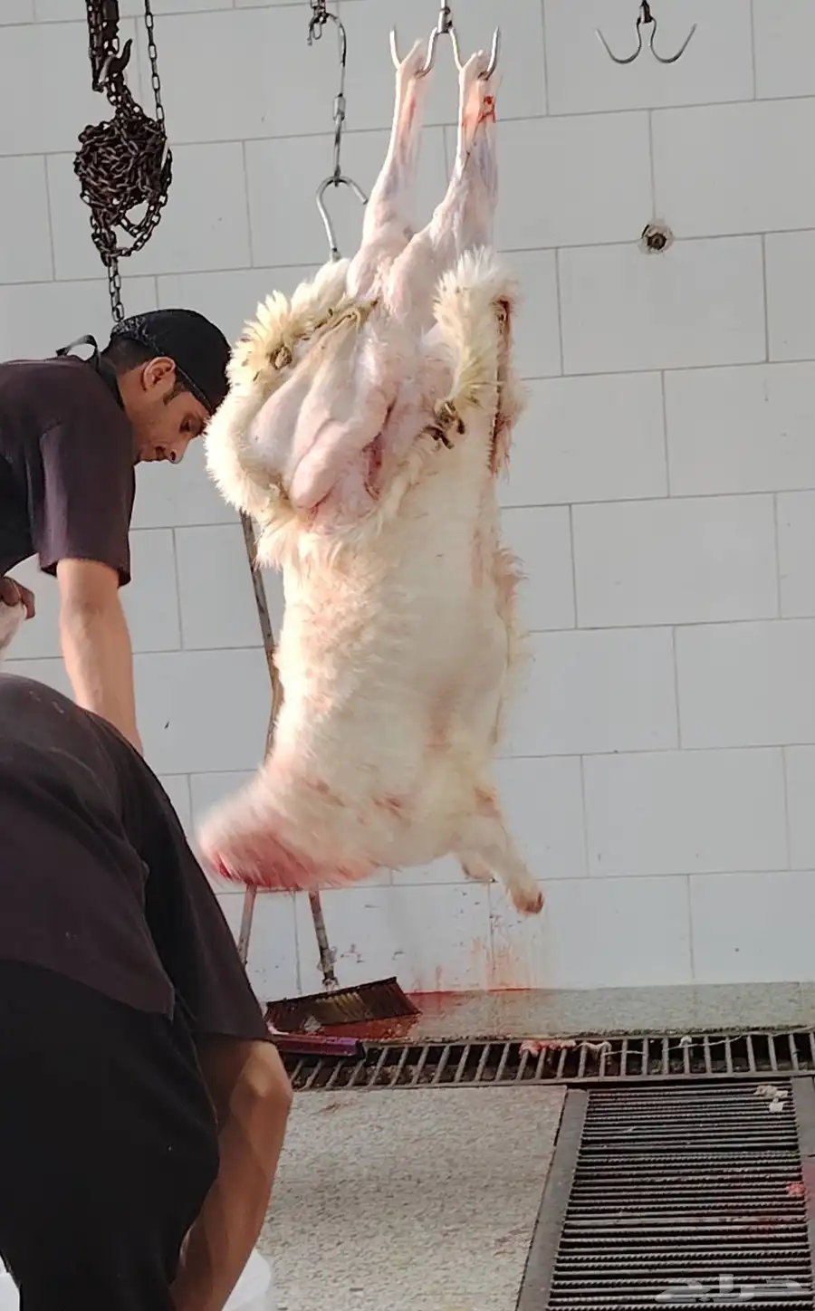ذبايح حرية و سواكن 0
