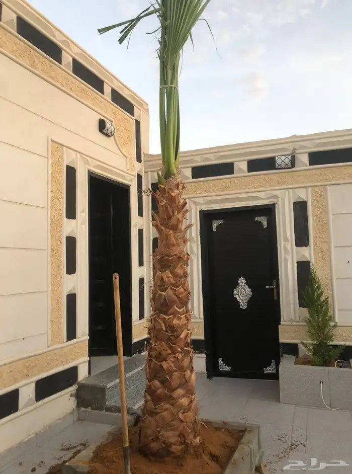 يوجد لدينا نخل واشنطني وسعار طيبه جميع الأحجام 2