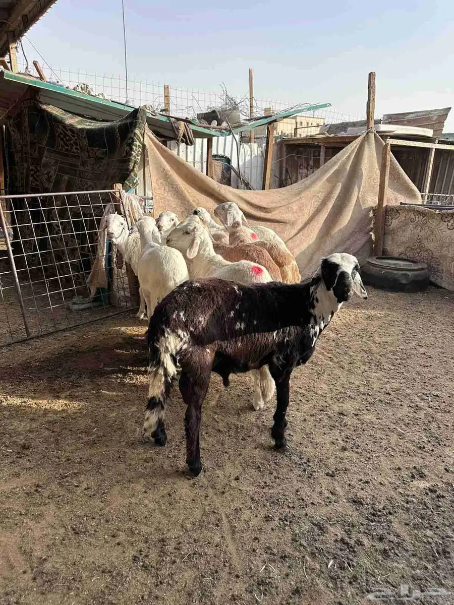 طليان سواكني مرابي 2