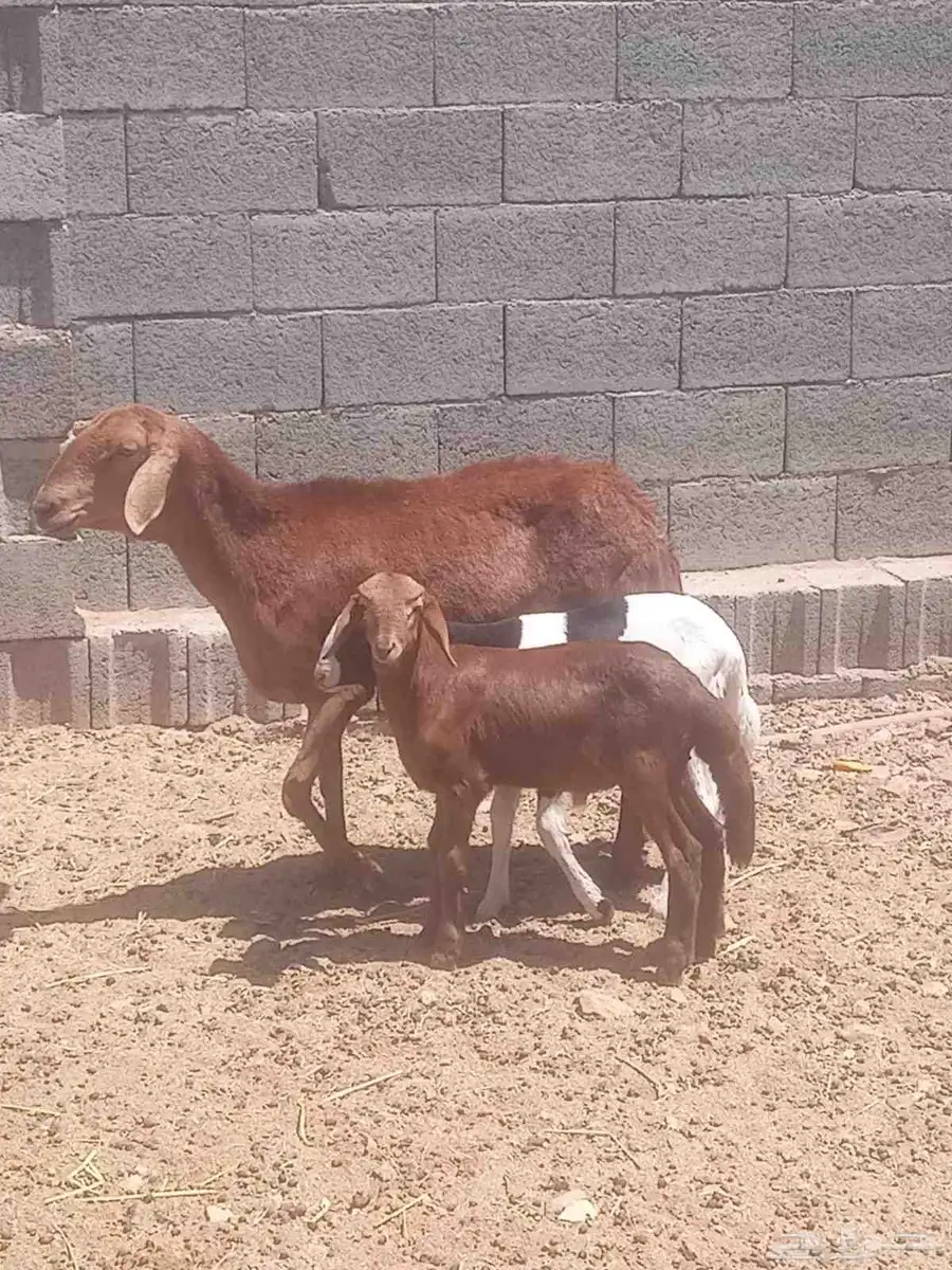 شاه خلفه سواكنيه معها 2 طليان 0
