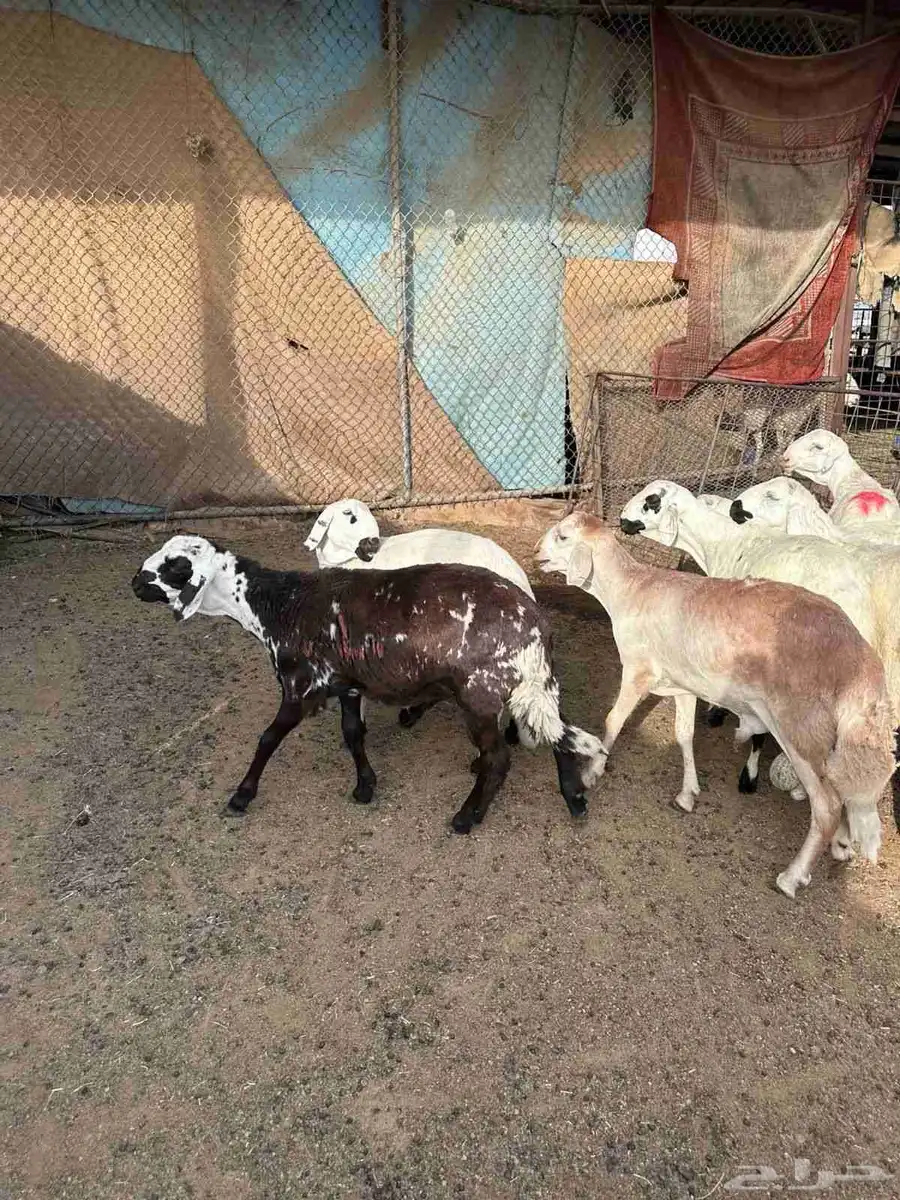 طليان سواكني مرابي 0
