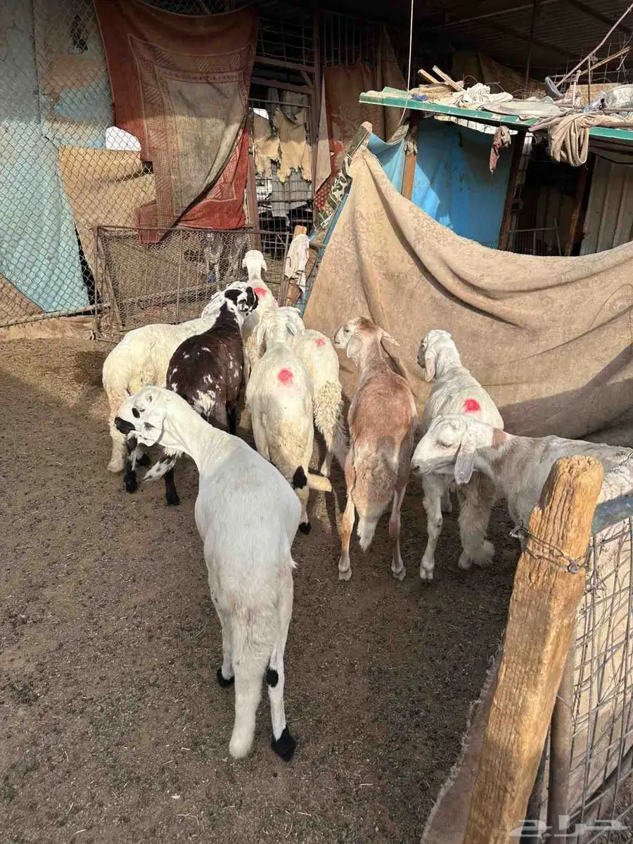طليان سواكني مرابي 3