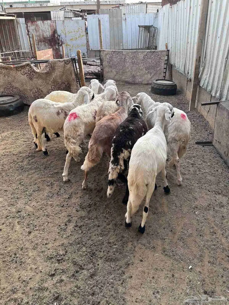 طليان سواكني مرابي 1