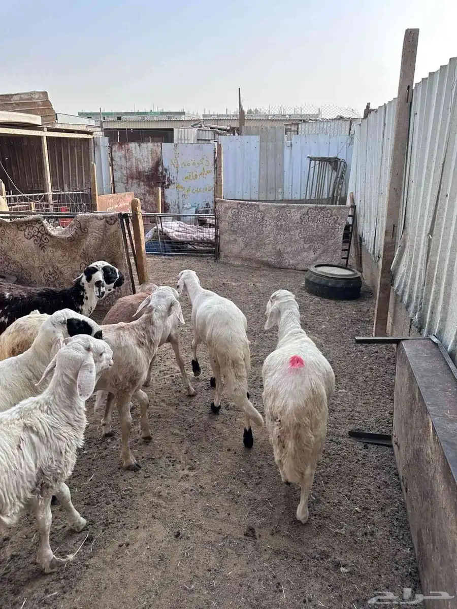 طليان سواكني مرابي 5