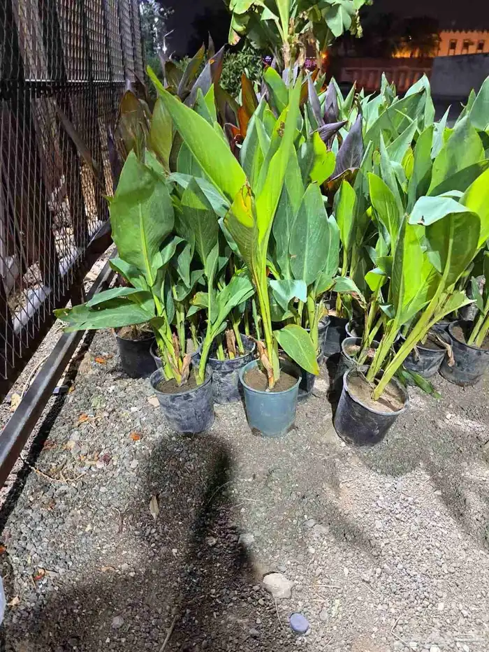 احواض متنقله زراعيه وجميع انواع الأشجار خصم 40 9