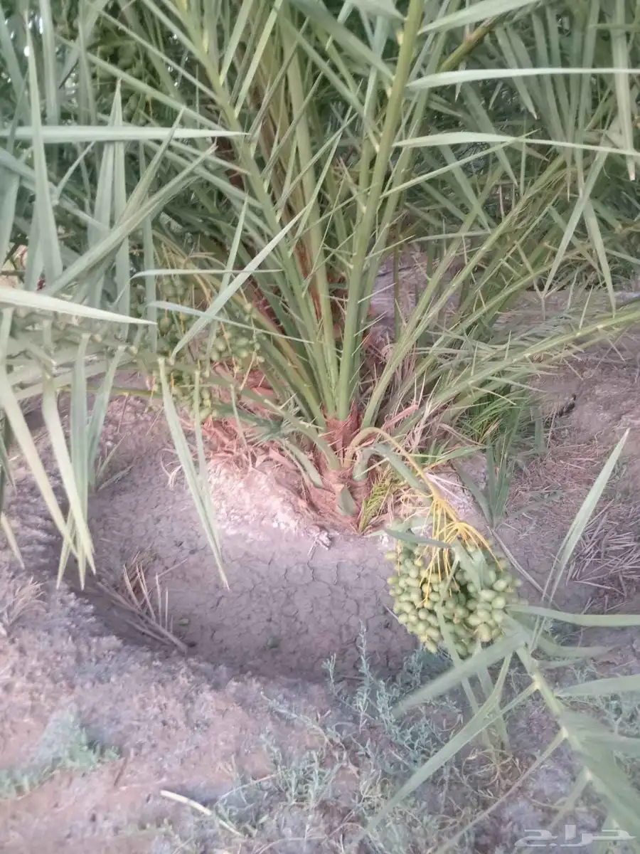 نخيل للبيع بجميع انواعه ومقاساته 1