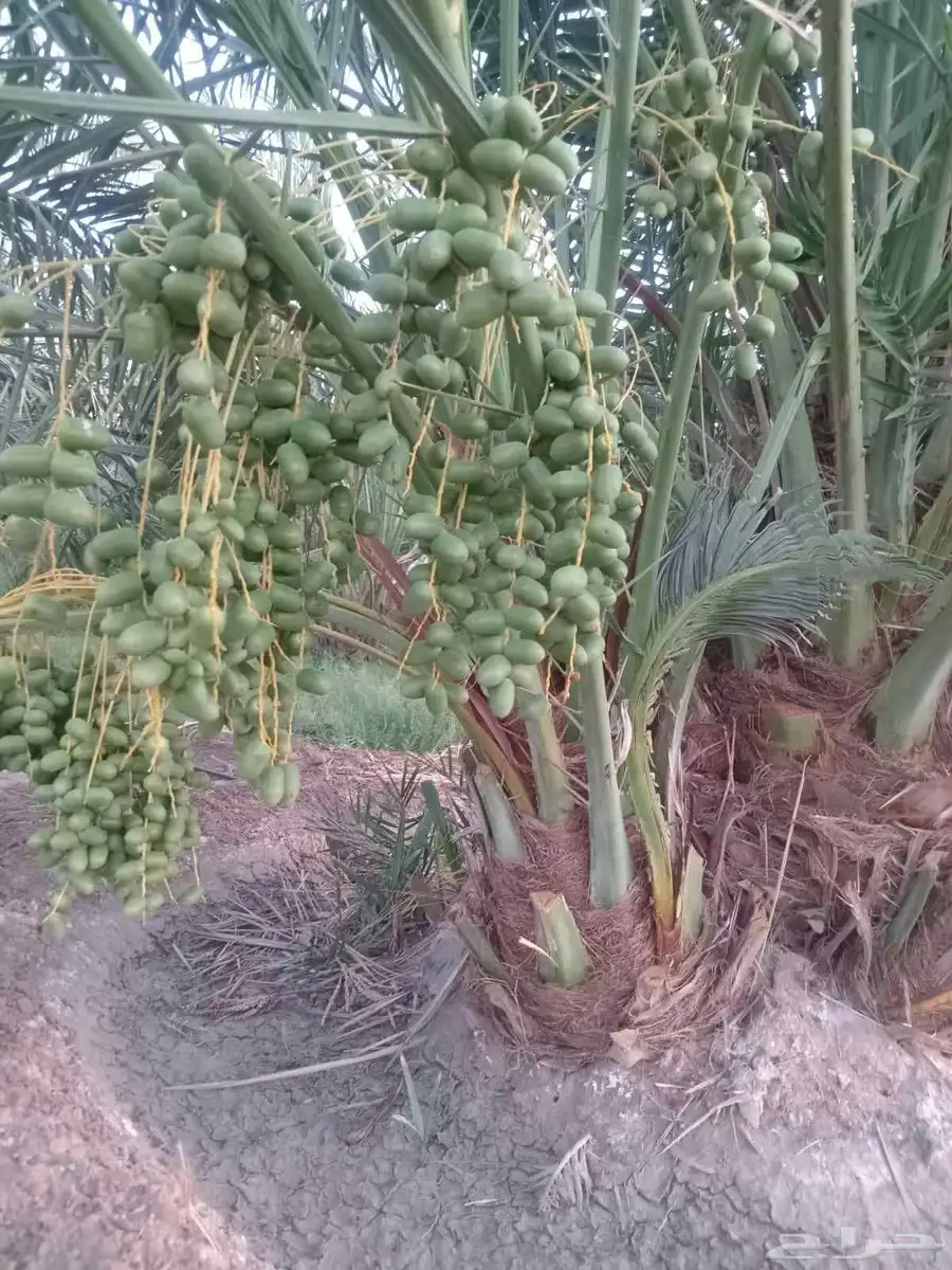 نخيل للبيع بجميع انواعه ومقاساته 2