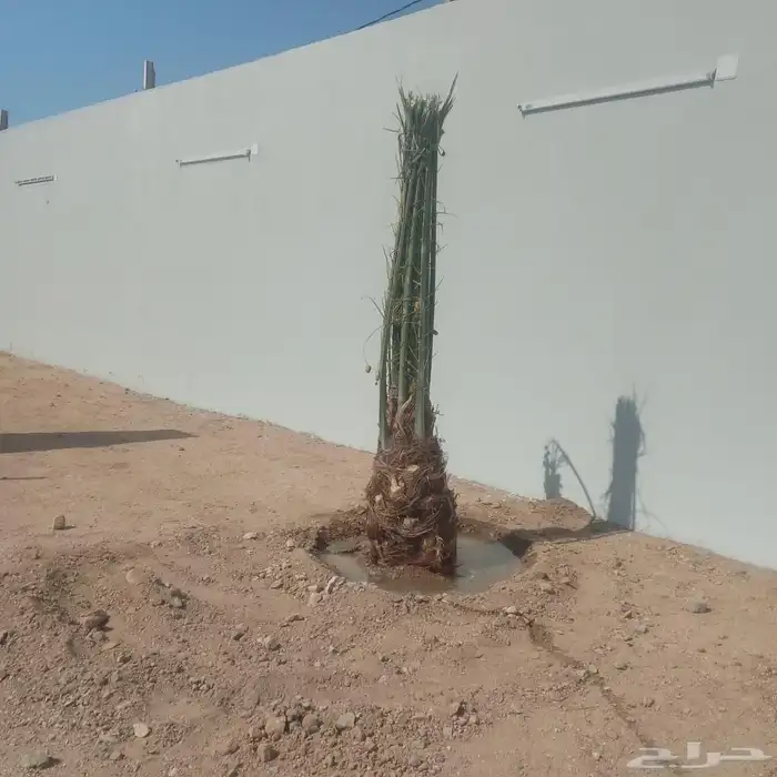نخل للبيع بجميع انواعه 8