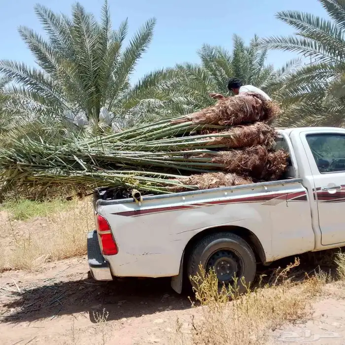 نخل للبيع بجميع انواعه 4