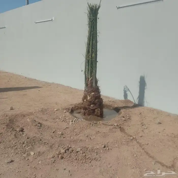 نخل للبيع بجميع انواعه 1