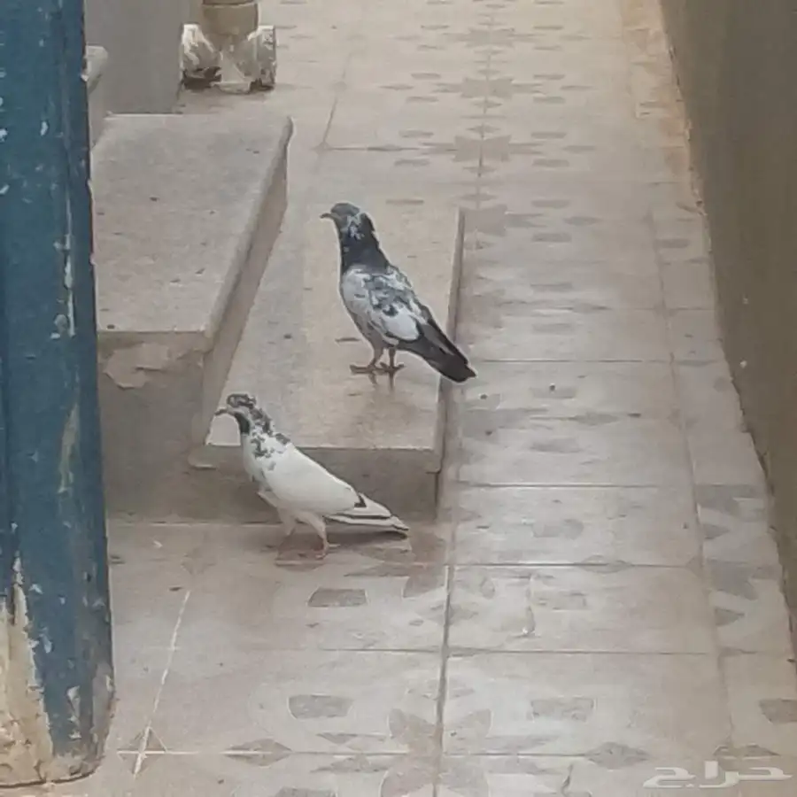 زوج حمام باكستاني 0