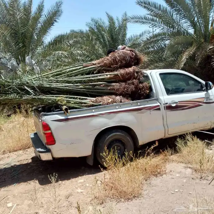 نخل للبيع بجميع انواعه 3