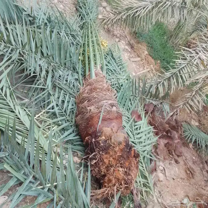 نخل للبيع بجميع انواعه 5