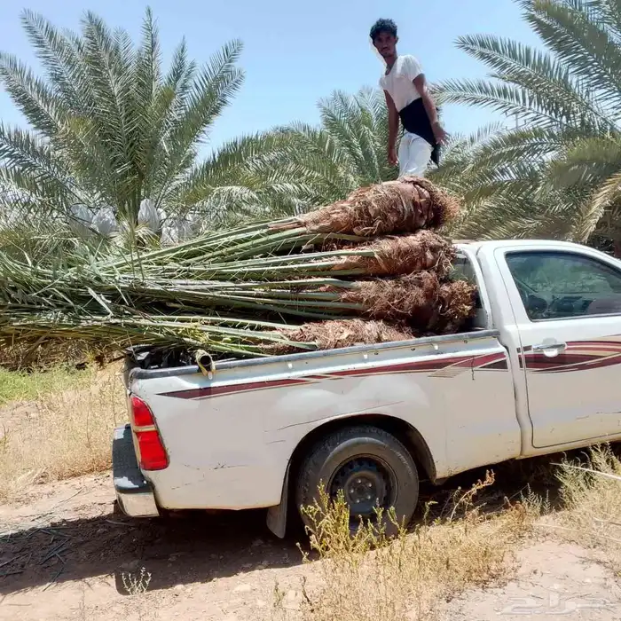 نخل للبيع بجميع انواعه 2
