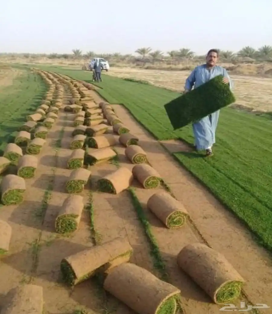مزرعة ثيل سي 2000 بأسعار الجمله 5
