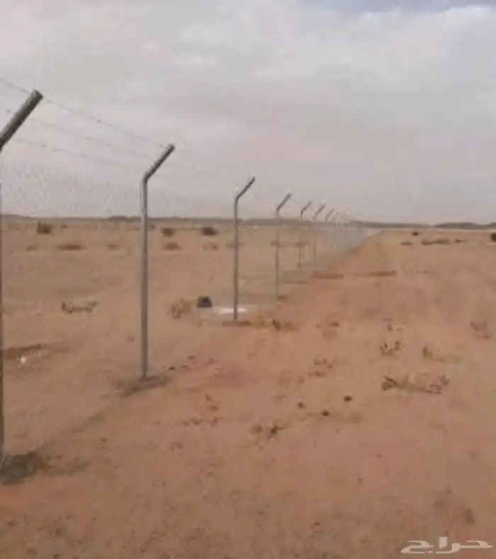 توريدنخيل وأشجار زيتون معمره 7