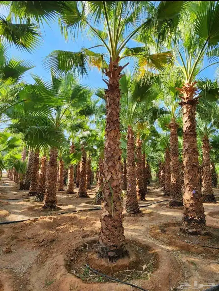 يوجد لدينا نخل واشنطني وسعار طيبه جميع الأحجام 1