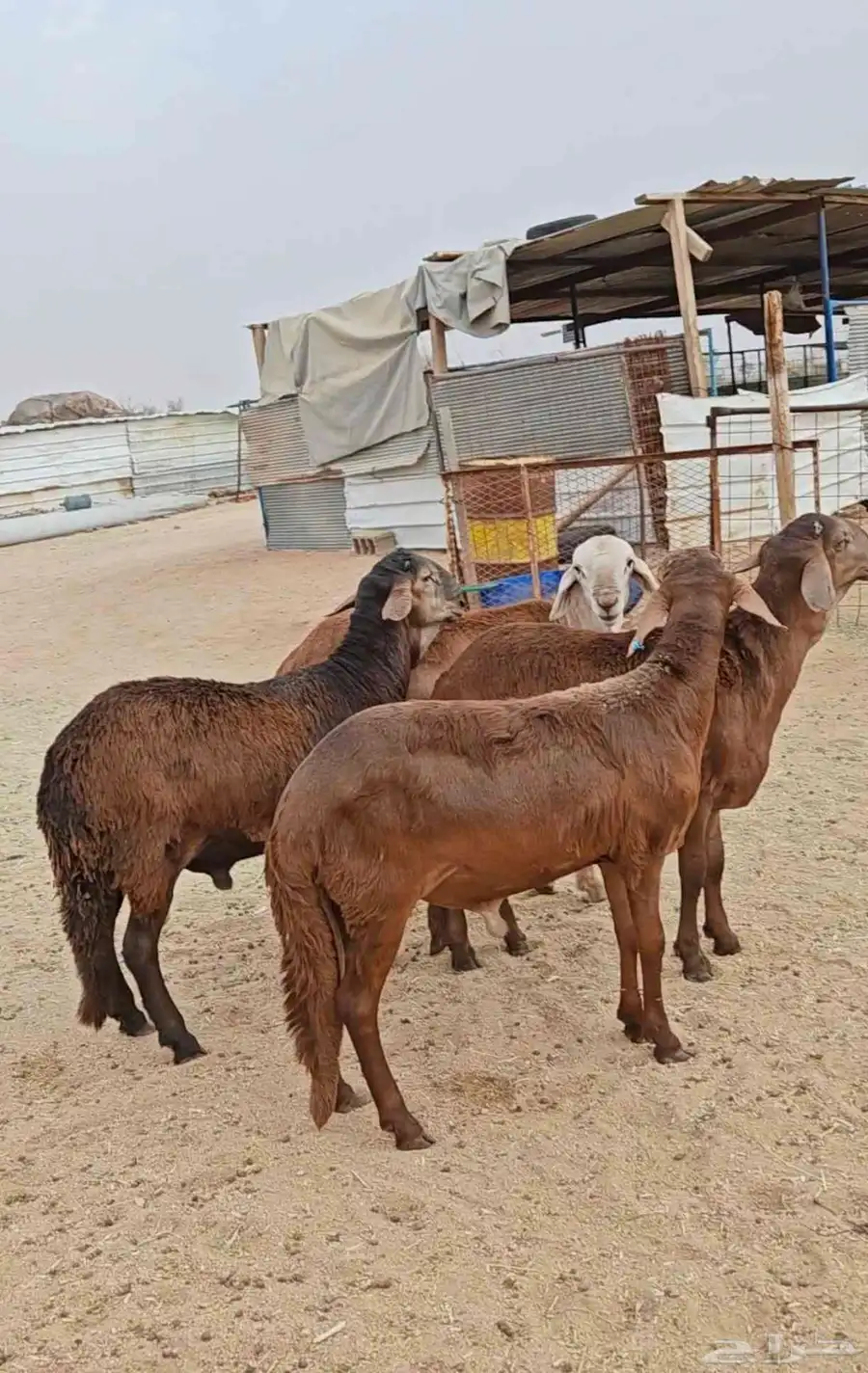 سواكن حمري درجة اولى جذعان 0