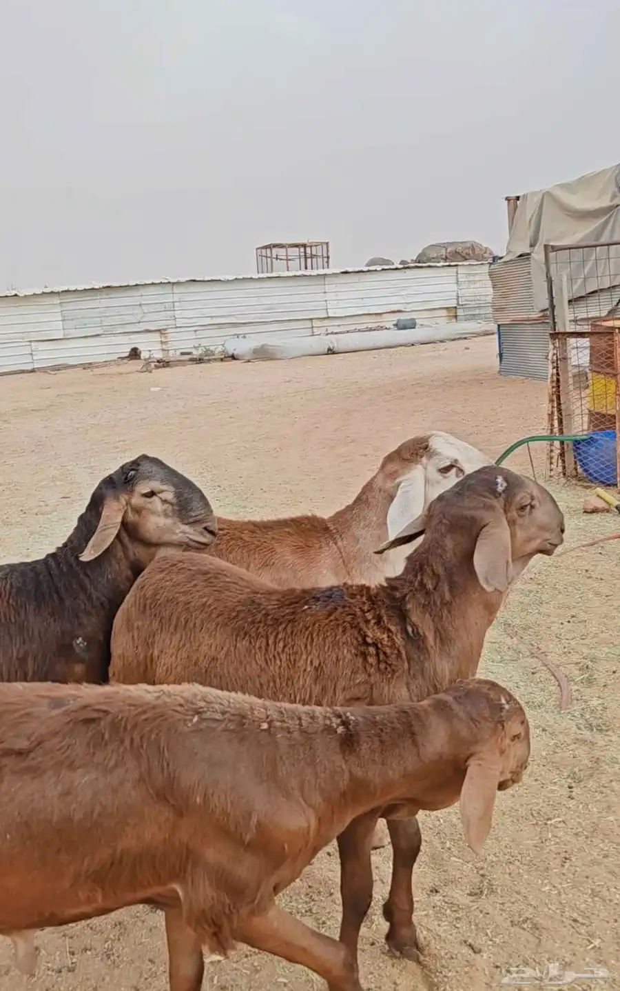 سواكن حمري درجة اولى جذعان 1