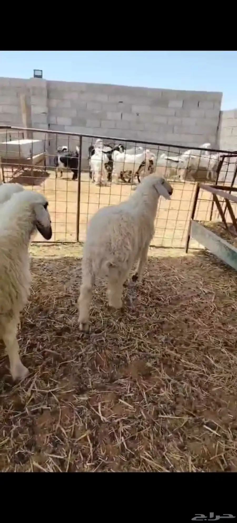 للبيع جذعات حريه الموقع تمير 0