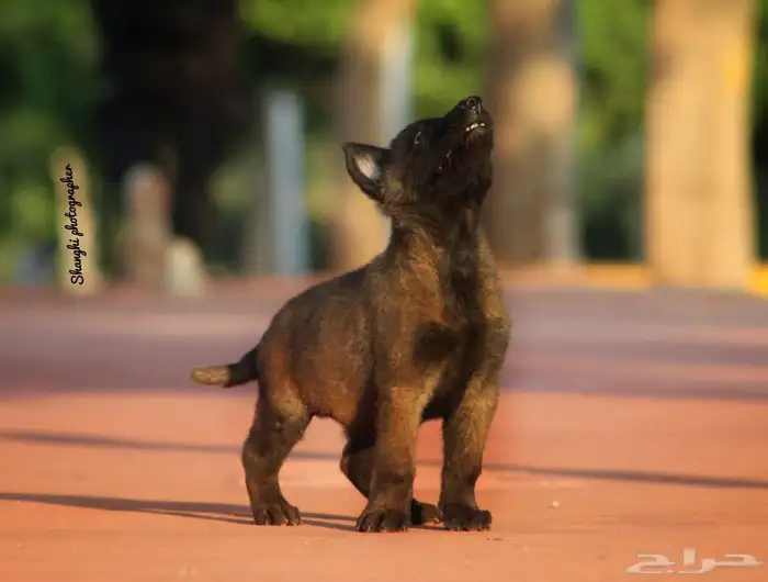 مالينو هالى مستوردين مستوى توب 1